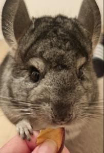 2 Chinchilla Männchen zu verkaufen