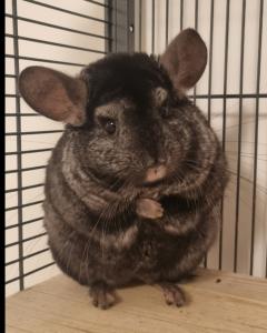 2 Chinchilla Männchen zu verkaufen