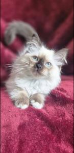 Reinrassige Ragdollkitten