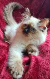 Reinrassige Ragdollkitten