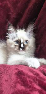 Reinrassige Ragdollkitten