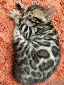 Bengalkitten in silver und charcoal mit Stammbaum