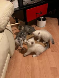 Bhk Katzen Kitten Katzenbabys baby