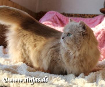 Britisch Kurzhaar Katerchen fawn golden tabby mit grünen Augen