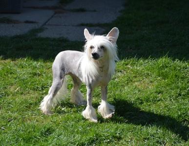 Chinese Crested (Chinesischer Schopfhund) Hündin