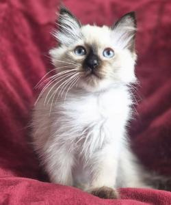 Reinrassige Ragdollkitten