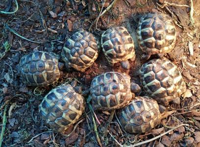 Griech. Landschildkröte NZ 2023