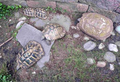 Griech. Landschildkröten