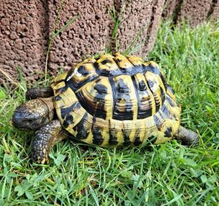 Griechische Landschildkröte Adult 2013 Männchen