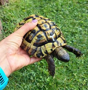 Griechische Landschildkröte Adult 2013 Männchen