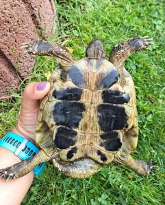 Griechische Landschildkröte Adult 2013 Männchen