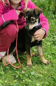 Husky Dobermann Mix Welpen suchen noch ein liebevolles zu Hause