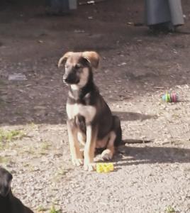 Husky Dobermann Mix Welpen suchen noch ein liebevolles zu Hause