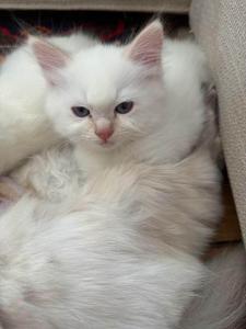 Mia (Ragdoll-Kitten) sucht ein liebevolles Zuhause! (Weiss)