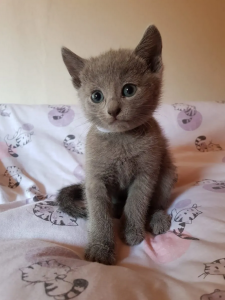 Russisch Blau Kitten reinrassig