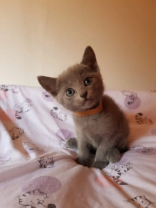 Russisch Blau Kitten reinrassig