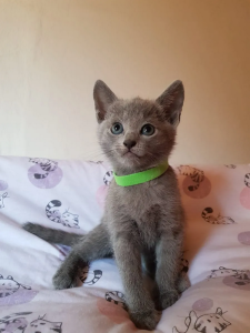 Russisch Blau Kitten reinrassig