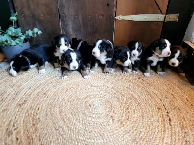 Swissydog Welpen, Appenzeller und Großer Schweizer Sennenhund