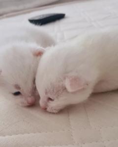 Türkische angora katzenbabys