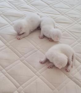 Türkische angora katzenbabys