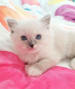 Reinrassige wunderschöne Ragdoll Kitten mit tief Blaue Augen