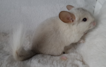 Chinchilla Jungtiere  Männchen  Normalfell und Angora