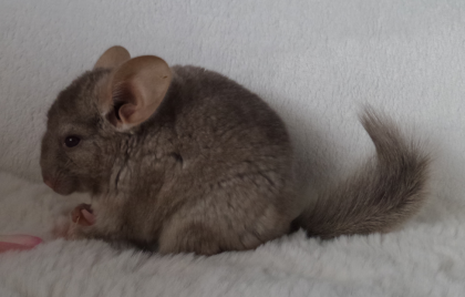 Chinchilla Jungtiere  Männchen  Normalfell und Angora