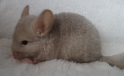 Chinchilla Jungtiere  Männchen  Normalfell und Angora