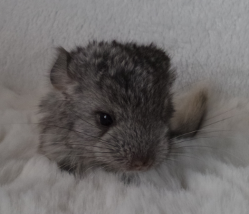 Chinchilla Jungtiere  Männchen  Normalfell und Angora