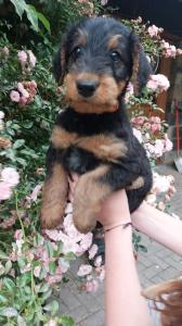 Airedale Terrier  mit VDH/ KfT Papieren von seriösem Züchter