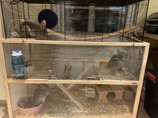 3 Chinchilla