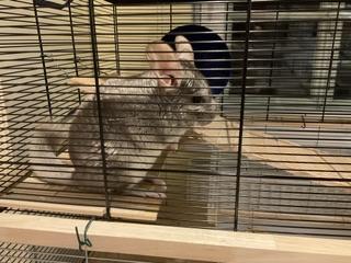 3 Chinchilla