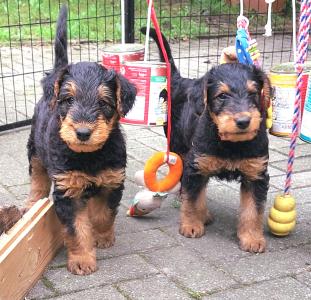 Airedale Terrier  mit VDH/ KfT Papieren von seriösem Züchter