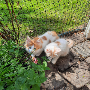 12 Wochen alte Reinrassige Türkisch Angora Kitten