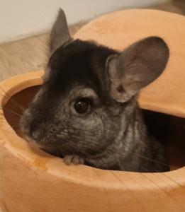 2 Chinchilla Männchen zu verkaufen