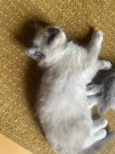 2 reinrassige Ragdoll Kitten ( Kater)