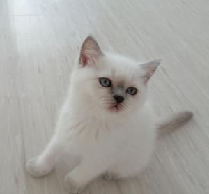 BKH Kätzchen mit blauen Augen