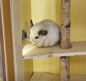 Chinchilla