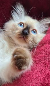 Reinrassige Ragdollkitten