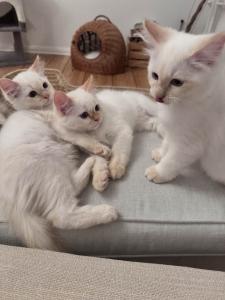 Mia (Ragdoll-Kitten) sucht ein liebevolles Zuhause! (Weiss)