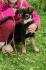 Husky Dobermann Mix Welpen suchen noch ein liebevolles zu Hause