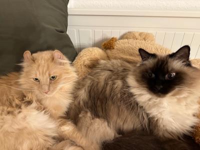 2 Kater(Brüder) 5 Jahre NUR ZUSAMMEN