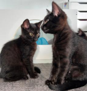 2 weibliche Katzenbabys abzugeben / Babykatzen /  12 Wochen / Britisch Kurzhaar x Europäisch Kurzhaar Mischlinge