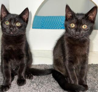 2 weibliche Katzenbabys abzugeben / Babykatzen /  12 Wochen / Britisch Kurzhaar x Europäisch Kurzhaar Mischlinge