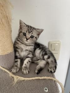 Abgabebereite BKH kitten in Tabby