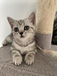 Abgabebereite BKH kitten in Tabby