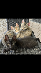 Bengal Mix Babykatzen Kitten