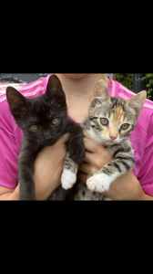 Bengal Mix Babykatzen Kitten