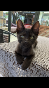 Bengal Mix Babykatzen Kitten