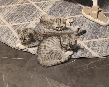 BKH /British Kurzhaar Kitten Silver Tabby/ Whiskas Katze